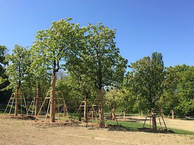 # 3.1 Grossbaumverpflanzung in Genf – Anwachserfolg in Vessy